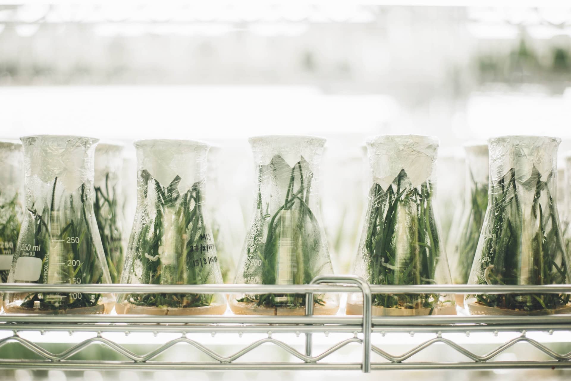 plants growing in scientific beakers